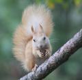Náš odchovanec, půlroční sameček Alby, vypuštěný do přírody přímo u nás, sklízí vlašské ořechy ze stromů přímo v areálu záchranné stanice.