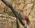 Ze stromu si divoké veverky odnášejí ořechy do úkrytu v tlamičce po jednom.