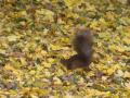 Typický pohled na veverku ukrývající vlašský ořech v zemi. Předními tlapkami vyhrabe dutinu v zemi, ořech do ní vloží a překryje ho hlínou. Ocas bývá po celou dobu vztyčený jako maják.