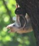 Čtenářům tohoto webu dobře známý světlounký sameček Alby, vypuštěný do přírody letos v létě, ohlodává zavěšený odštěpek jeleního paroží