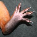 Zadní tlapka veverky s pěti prsty a výraznými drápy.