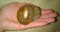 Veverčí holčička z Železného Brodu vážila při nalezení pouhých 40 gramů, tedy polovinu v tomto věku obvyklé váhy.