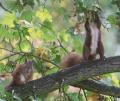 Krátkou pauzu v koruně stromu využila zkušená Malá Pinky ke ´svačině´ - semínka javoru babyka jsou vyhledávanou veverčí pochoutkou.