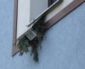 Ve městech využijí veverky ke stavbě hnízda i ten zdánlivě nejméně vhodný prostor. Na snímku je hnízdo vystavěné u okna pod plechovým krytem reflektoru.