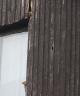 Sedmitýdenní veverče šplhá vzhůru za matkou, ukrytou v dutině v obložení domu a šikovně k tomu využívá hranu u okna.