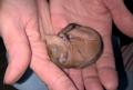 Maličká veverčata jsou opravdu drobná a bezbranná. Veverčí holčičce, nalezené v Zichovci u Slaného, je na snímku 14 dnů.