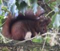 Malá Pinky odpočívá dva dny před porodem ukrytá v koruně stromu pokrytého břečťanem.