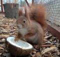 Málokdo tuší, že veverky si rády pochutnají i na zcela neveverčí potravě, například na dužině kokosového ořechu.