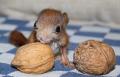 33 gramů vážící ´pygmej´, nalezený v roce 2013 v pražské oboře Hvězda. Byl maličký jako myška, cca čtyřikrát menší než je u veverčat v tomto věku obvyklé. Jeho velikost názorně ukazuje společný snímek s vlašskými ořechy.
