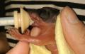 Jedno z prvních kojení 14 gramů vážícího holátka veverky Prévostovy.