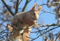 Štětky na uších má veverka jen v zimní srsti, tedy od podzimu do jara.