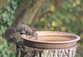 Neocenitelnou pomocí pro divoké veverky je i celoroční přístup k vodě v misce či pítku.